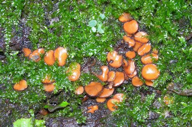 Funghi cittadini